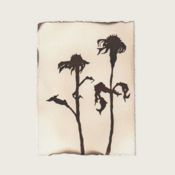 Shadows - After The Summer