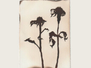 Shadows - After The Summer